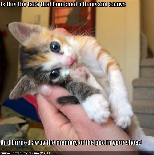 funny-pictures-c&#97.webp